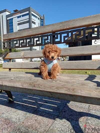 بودل toy poodle