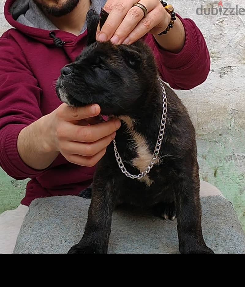 كين كورسو -cane corso 1