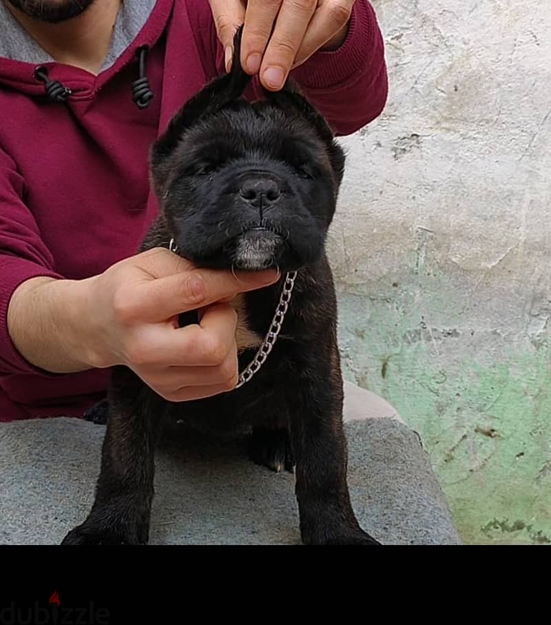 كين كورسو -cane corso 2