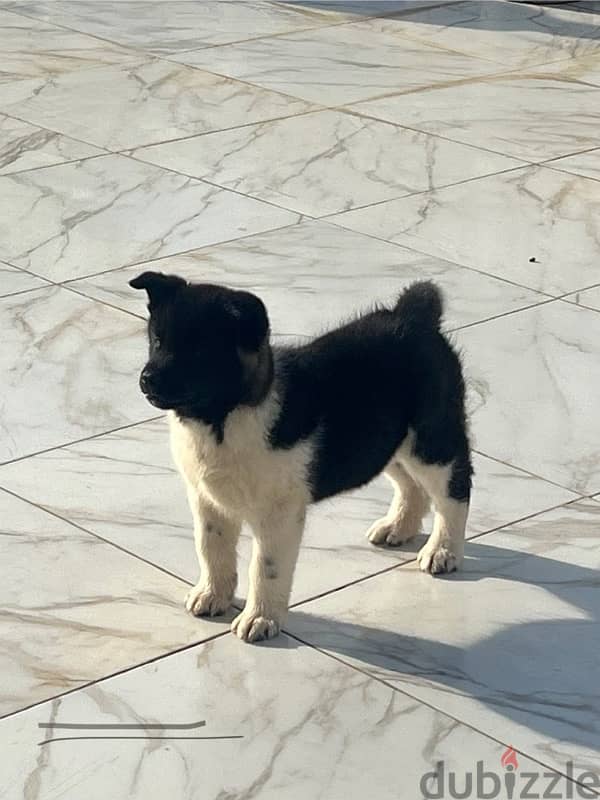 2 Akita puppies 2