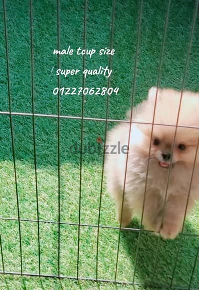 t cup orange pomeranian male