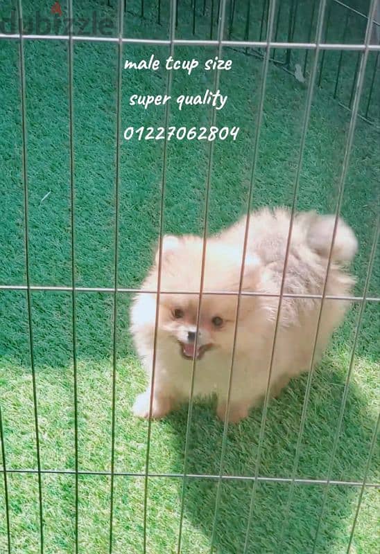 t cup orange pomeranian male 1