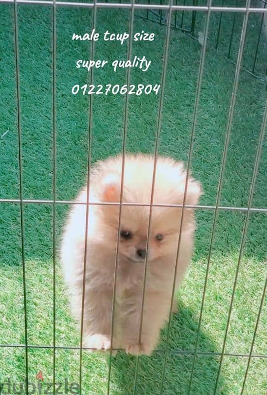 t cup orange pomeranian male 2