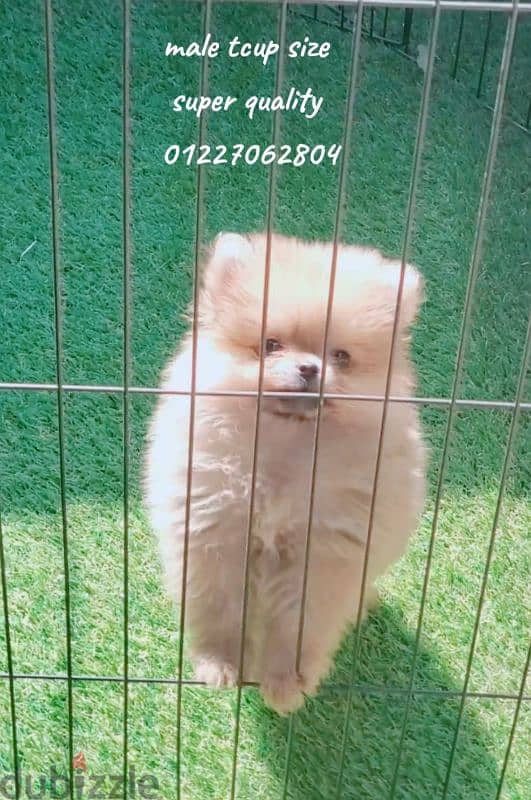 t cup orange pomeranian male 3