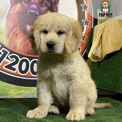 golden retreiver