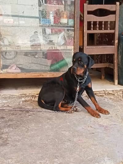 انثى روت ويللر  female rottweiler