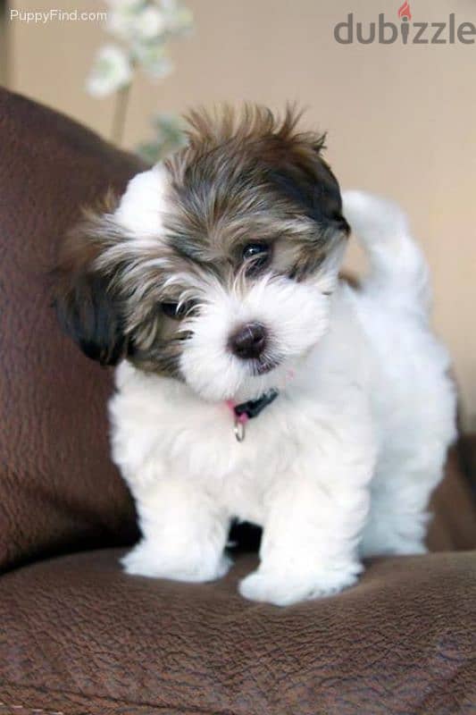 HAVANESE PUPPIES 0