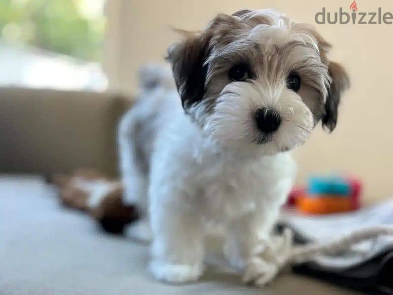 HAVANESE PUPPIES 1