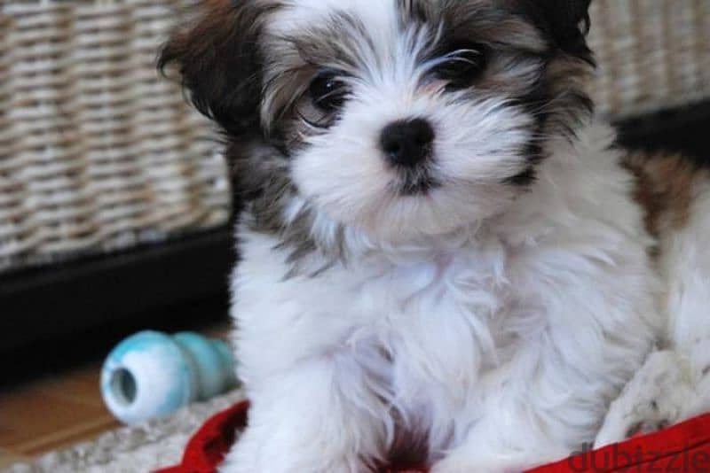 HAVANESE PUPPIES 2