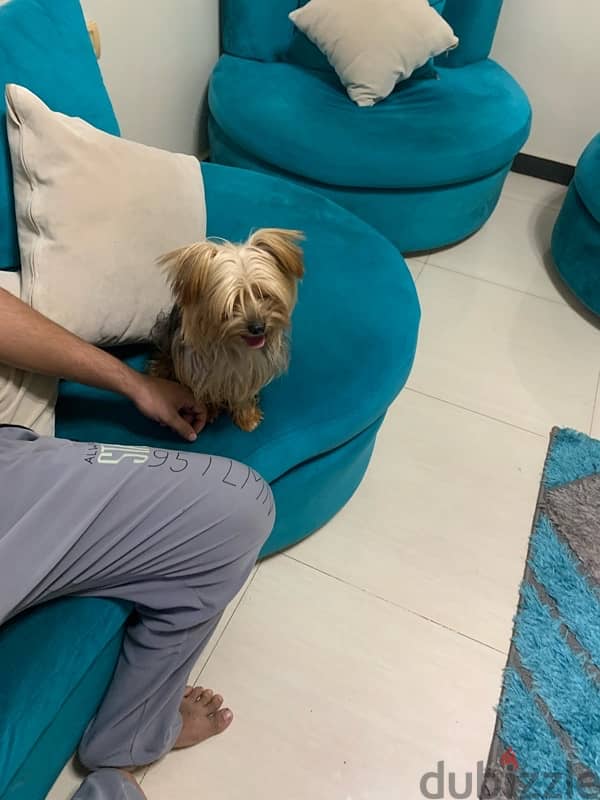 Male Yorkshire Terrier for Marriage 0