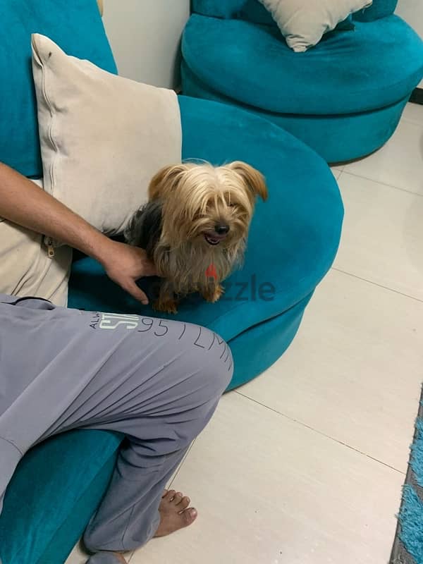 Male Yorkshire Terrier for Marriage 3