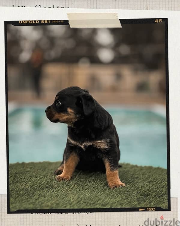 Rottweiler puppies for sale - روت وايلر للبيع 2