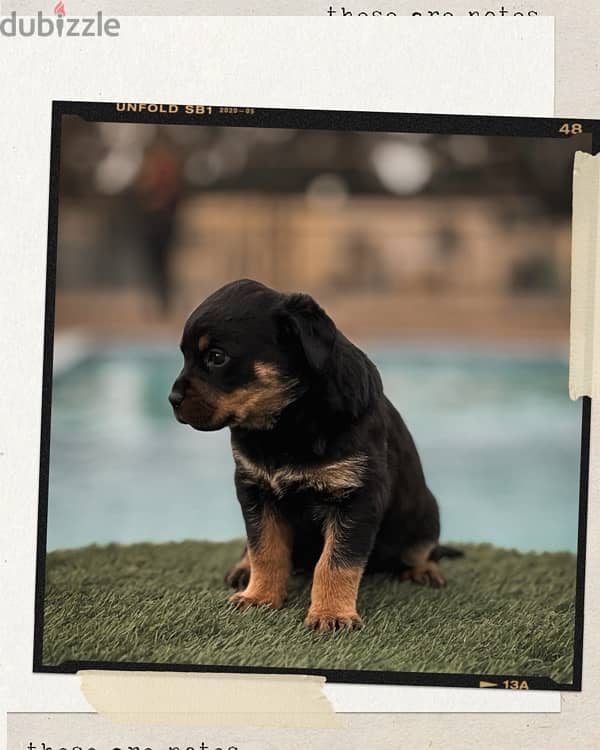 Rottweiler puppies for sale - روت وايلر للبيع 3