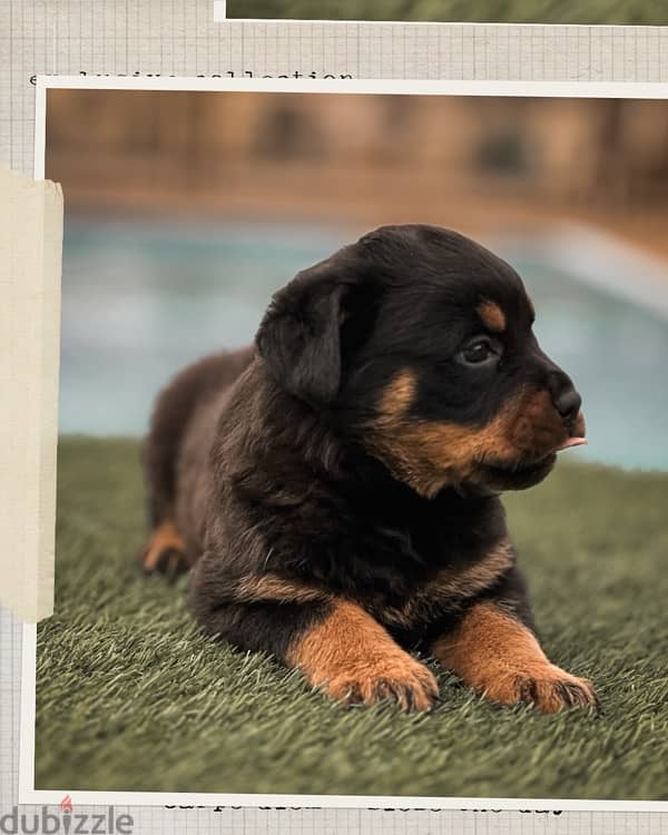 Rottweiler puppies for sale - روت وايلر للبيع 4