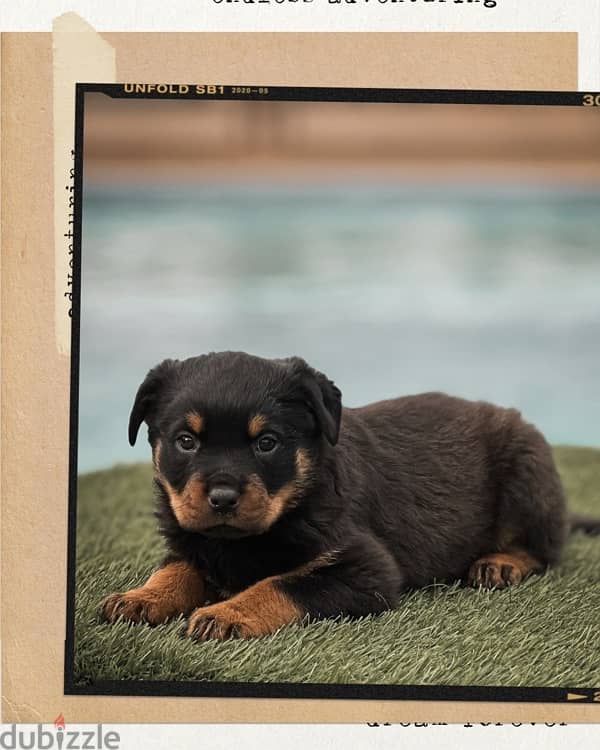 Rottweiler puppies for sale - روت وايلر للبيع 5