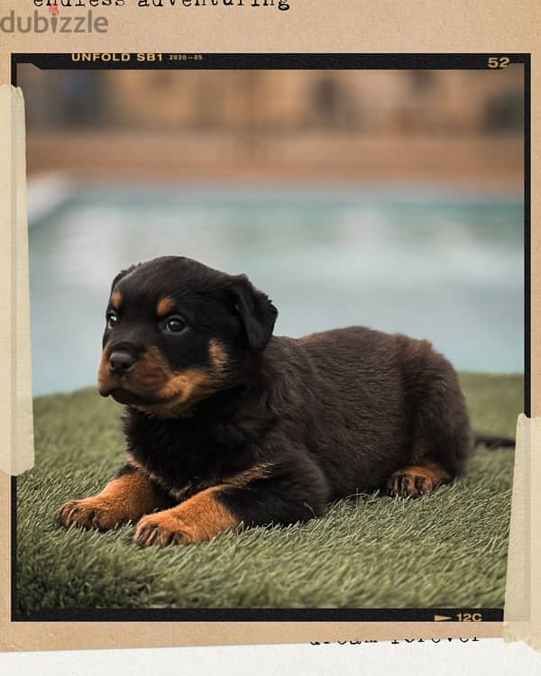 Rottweiler puppies for sale - روت وايلر للبيع 6