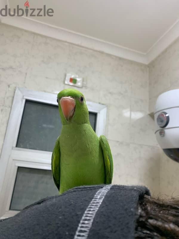 parakeet parrot  بغبغان درة هندي فيوليت و اخضر 1