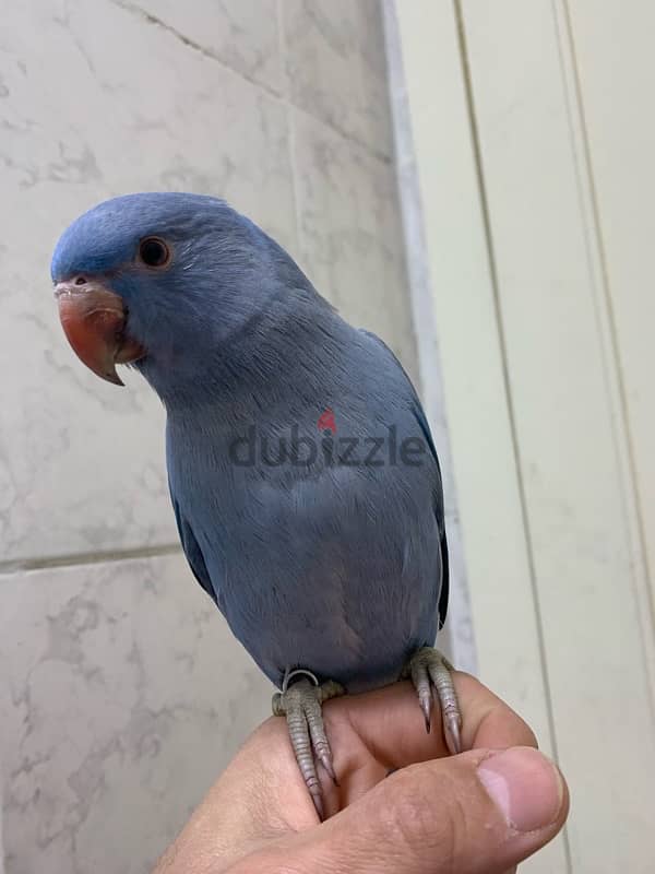 parakeet parrot  بغبغان درة هندي فيوليت و اخضر 2