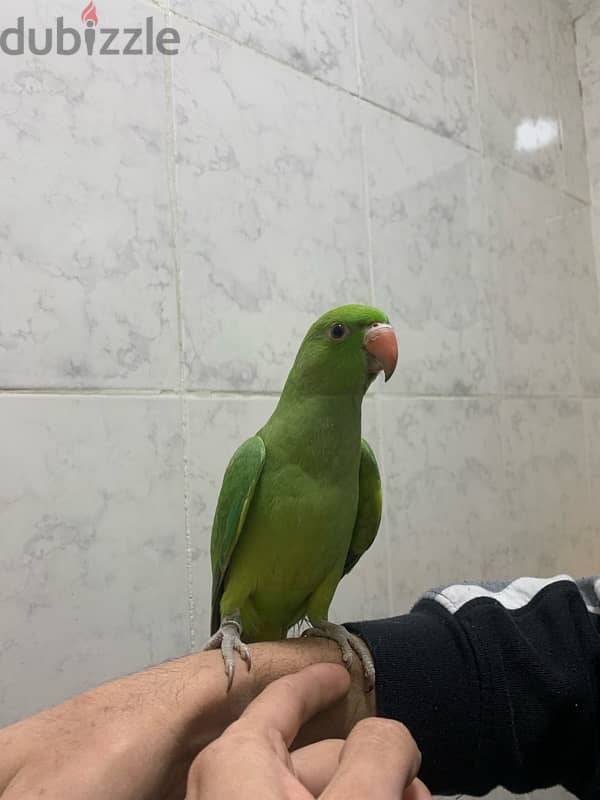 parakeet parrot  بغبغان درة هندي فيوليت و اخضر 3