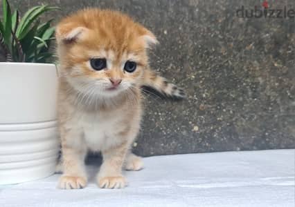 Scottish Fold Shorthair Gold ny22