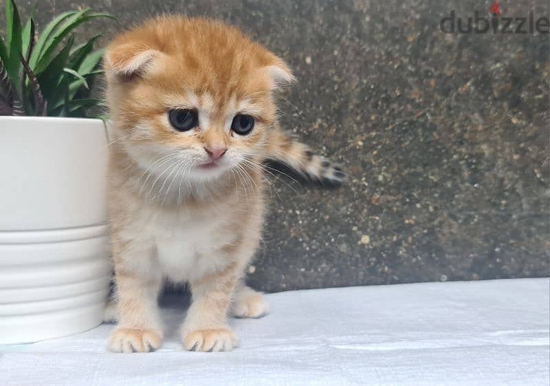 Scottish Fold Shorthair Gold ny22 0