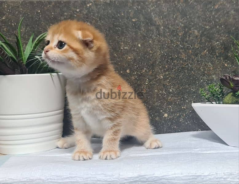 Scottish Fold Shorthair Gold ny22 1