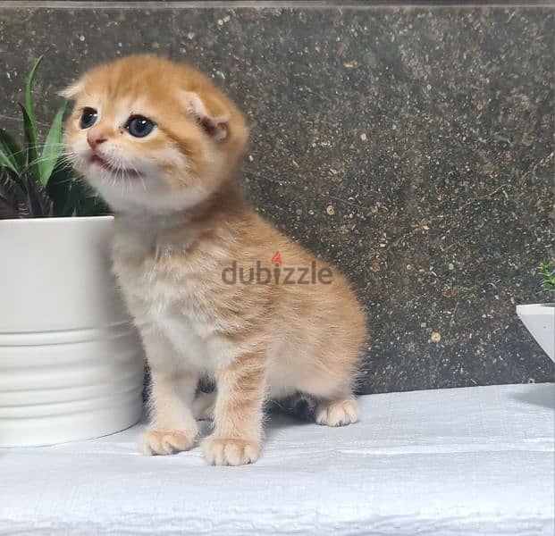 Scottish Fold Shorthair Gold ny22 2