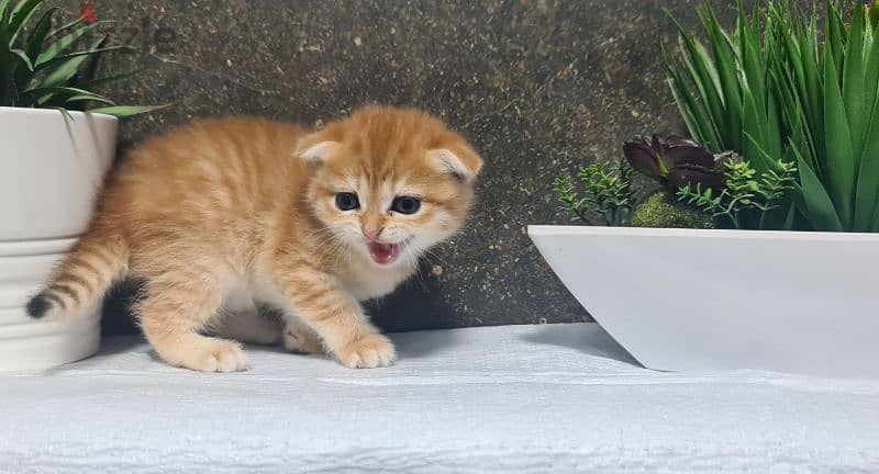 Scottish Fold Shorthair Gold ny22 3