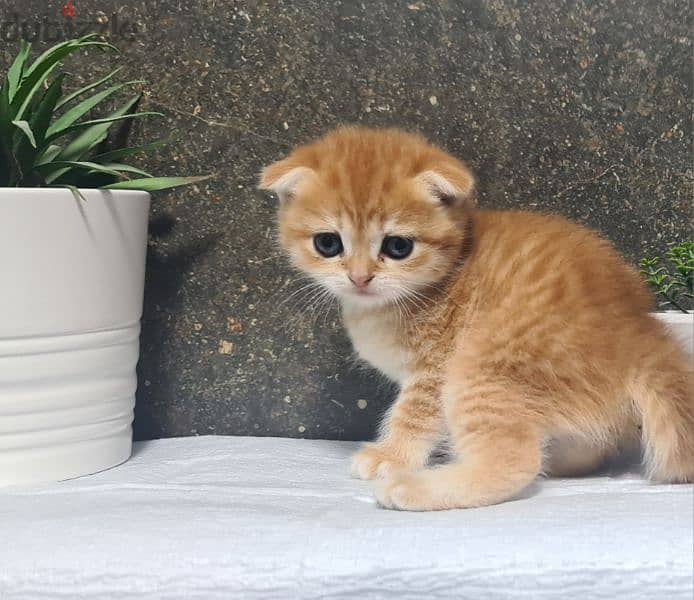 Scottish Fold Shorthair Gold ny22 4