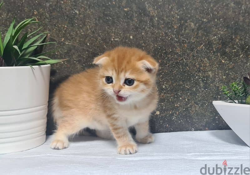 Scottish Fold Shorthair Gold ny22 5