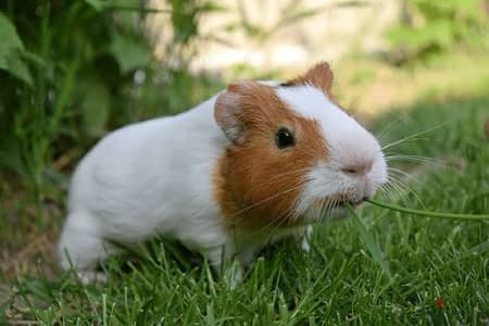 Guinea pig - غنيا بيج