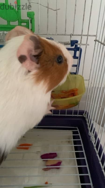 Guinea pig - غنيا بيج 1