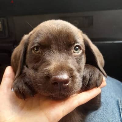 chocolate labrador puppies