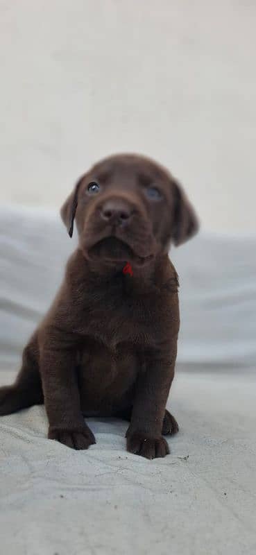 chocolate labrador puppies