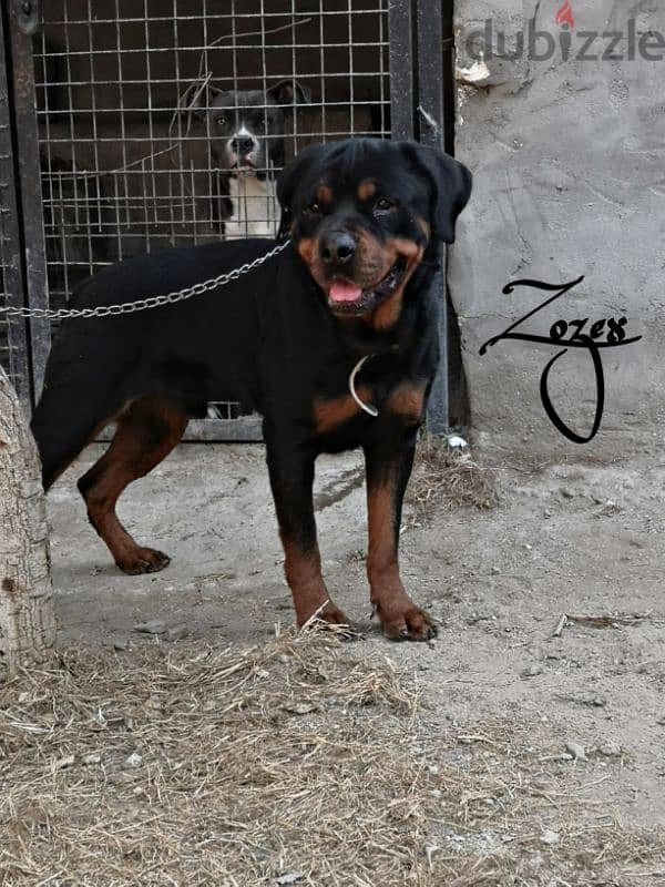 Rottweiler 1