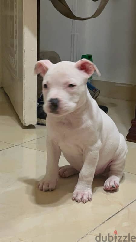 45 days puppy male 1