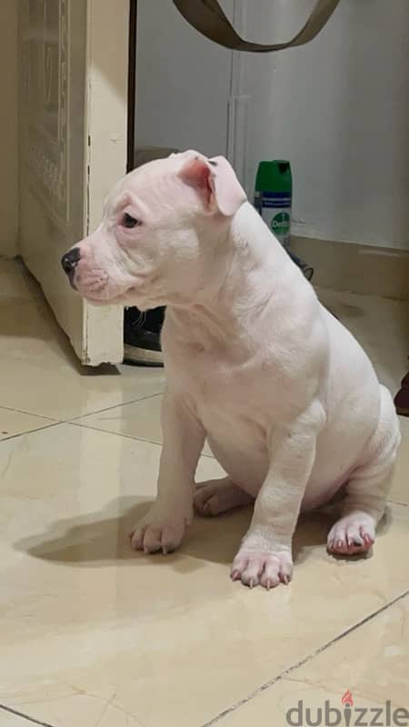 45 days puppy male 5