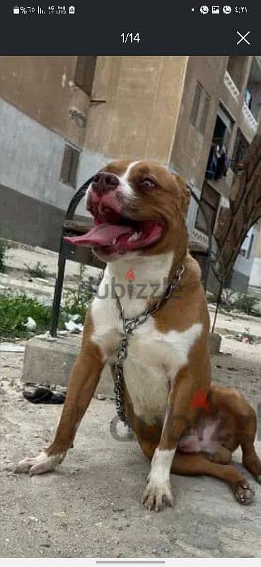 جرو american bully standard