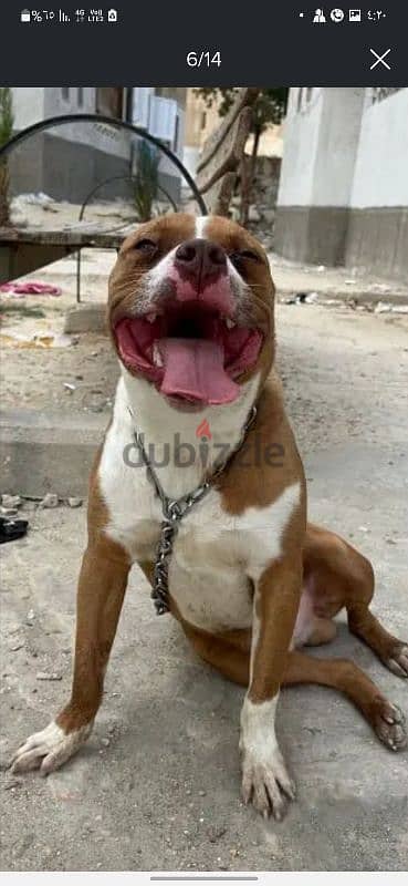 جرو american bully standard 2