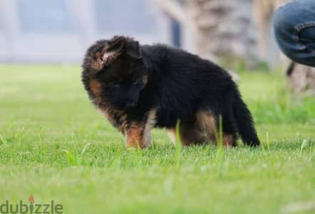 Male German shepherd puppies Female جراوي جيرمن شيبرد ذكر ولد بنت انثي