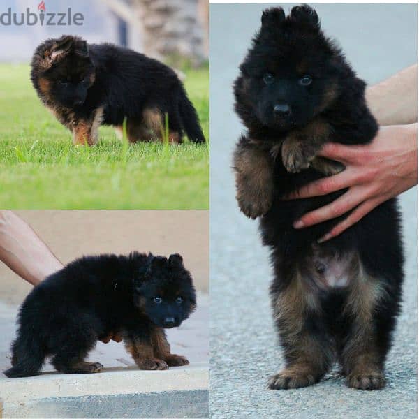 Male German shepherd puppies Female جراوي جيرمن شيبرد ذكر ولد بنت انثي 1