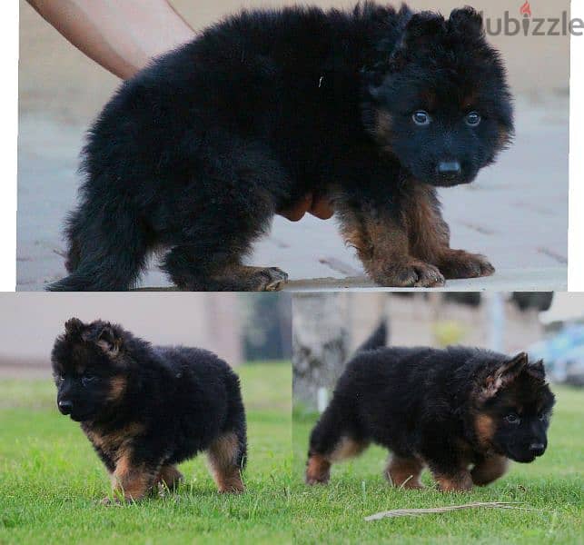 Male German shepherd puppies Female جراوي جيرمن شيبرد ذكر ولد بنت انثي 4