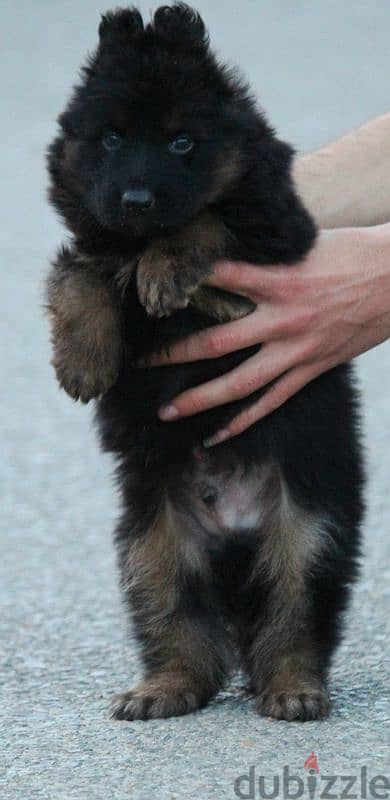 Male German shepherd puppies Female جراوي جيرمن شيبرد ذكر ولد بنت انثي 5