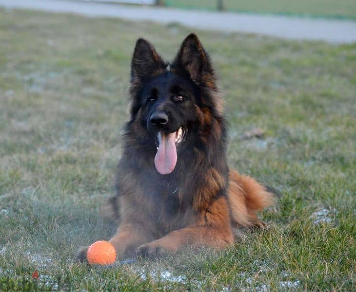 Male German shepherd puppies Female جراوي جيرمن شيبرد ذكر ولد بنت انثي 8