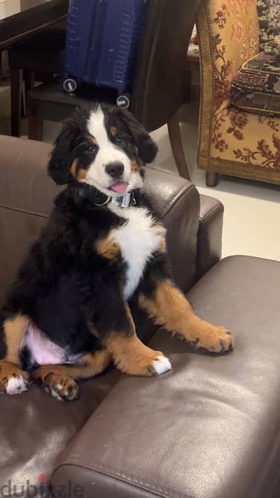 3 Month Bernese Mountain Dog