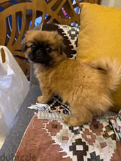 Pekingese dog