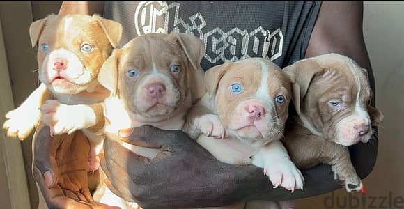 Puppy  Blue eyes red nose