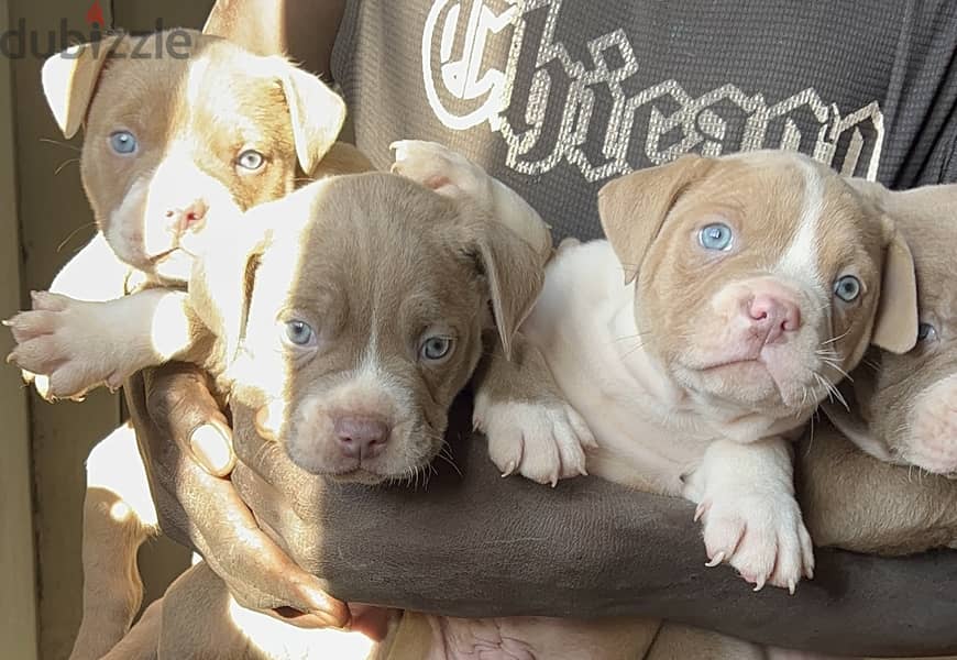 Puppy  Blue eyes red nose 2