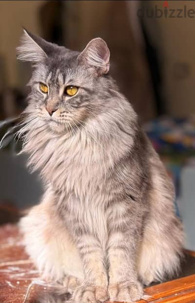 main coon kitten trained to sit