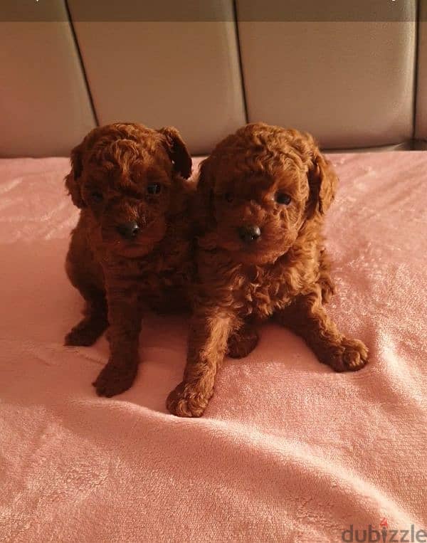 toy poodle  توي بودل 0